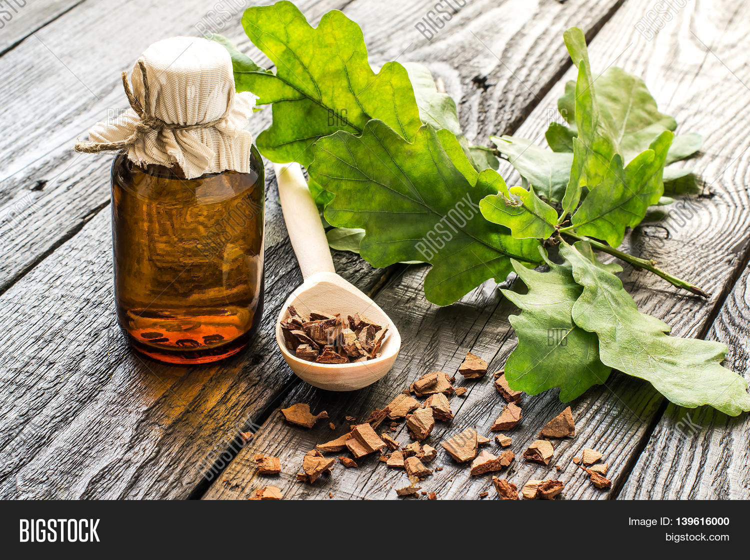 Medicinal plant oak (Quercus). Branch tincture and oak bark in a scoop