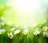 picture of nature  - Spring Meadow with Daisies - JPG 