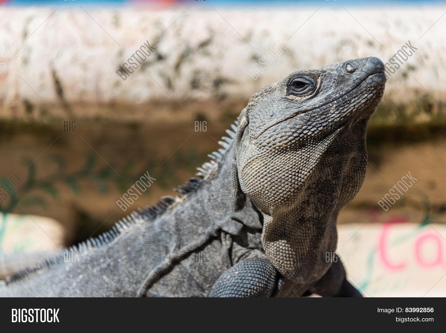 Giant Lizard Mexico, Holbox Island Image & Photo Bigstock
