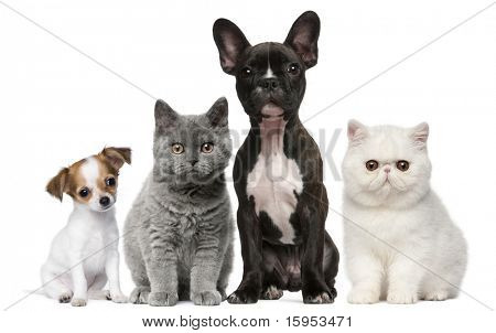 Picture or Photo of Group of dogs and cats in front of white background