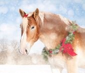 picture of horse  - Sweet Christmas themed image of a Belgian draft horse with a wreath and bow - JPG 