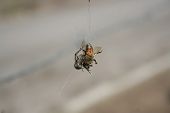 stock photo of orb  - An Orb Weaver Spider with a captured bee in a web in Cotacachi - JPG 
