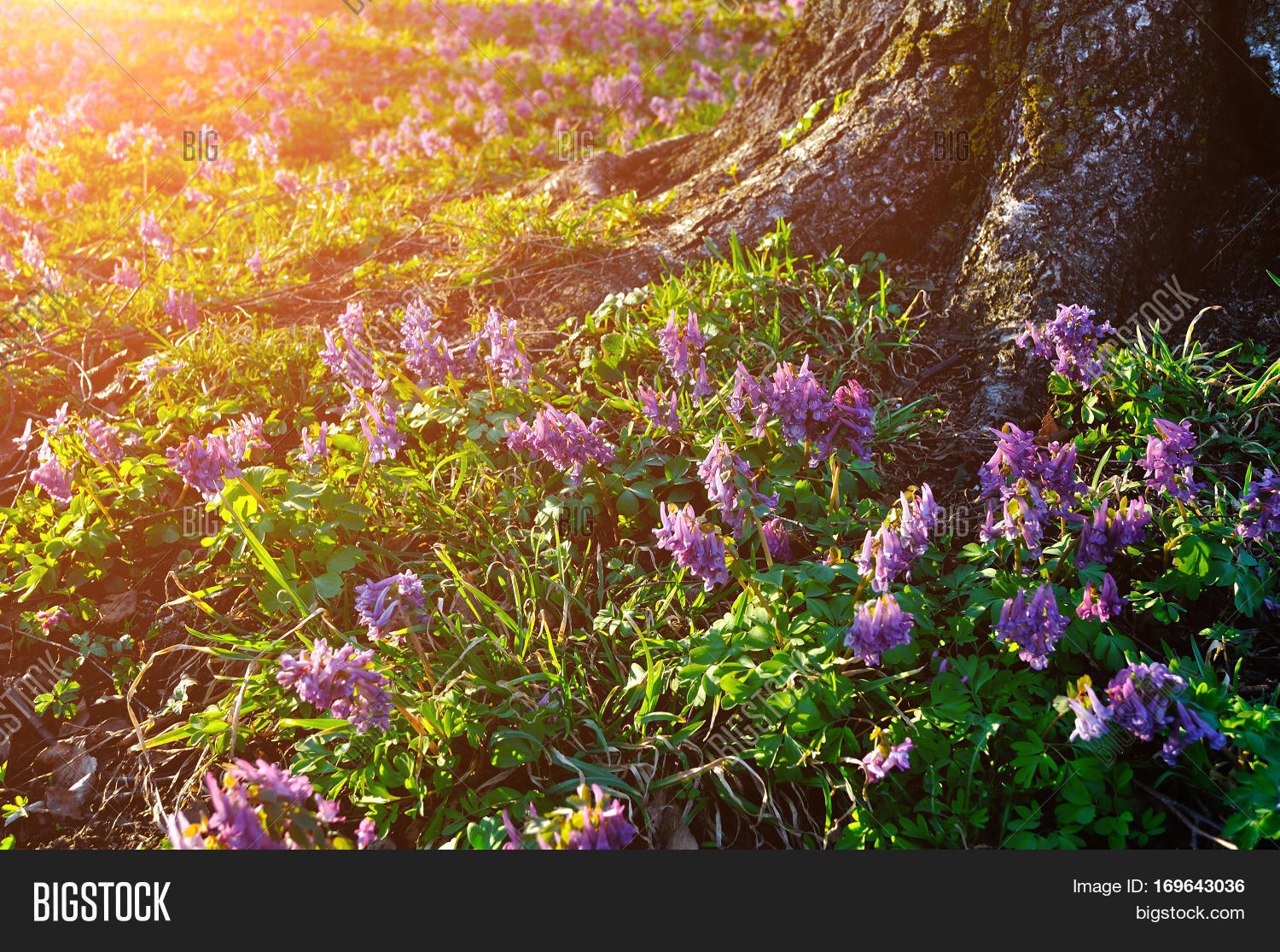 Spring sunset landscape blooming spring mauve flowers of Corydalis