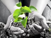 pic of earth  - Green plant in the hand - JPG 