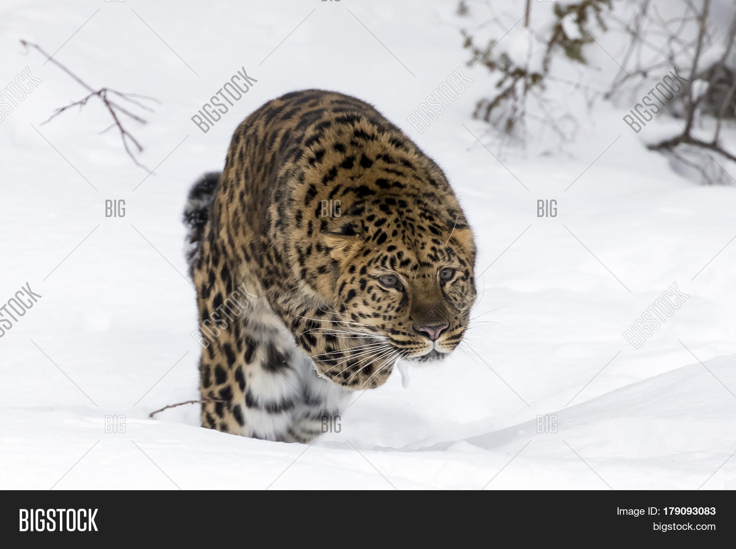 Amur Leopard in a snowy forest hunting for prey. Stock Photo & Stock