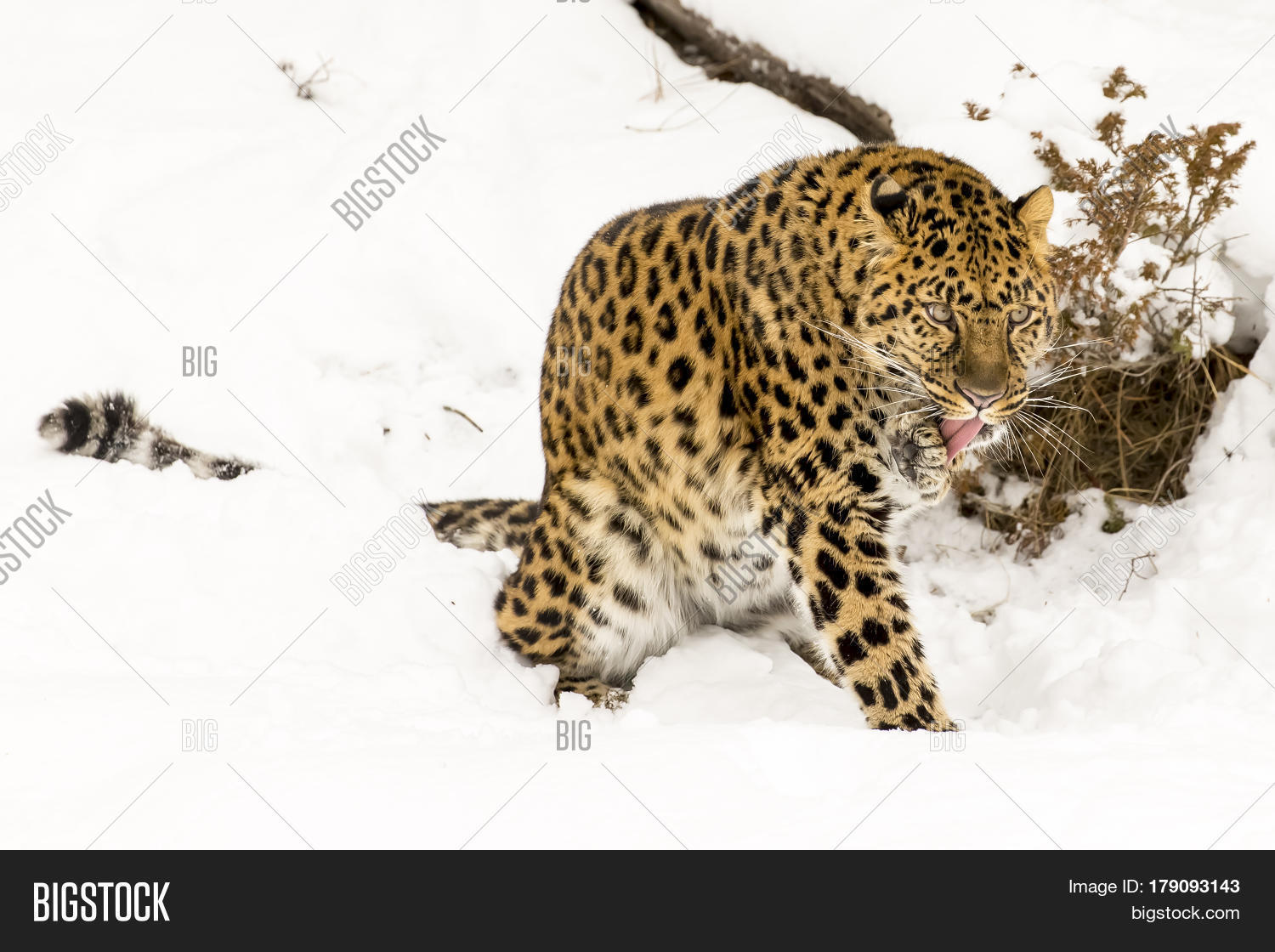Amur Leopard in a snowy forest hunting for prey. Stock Photo & Stock