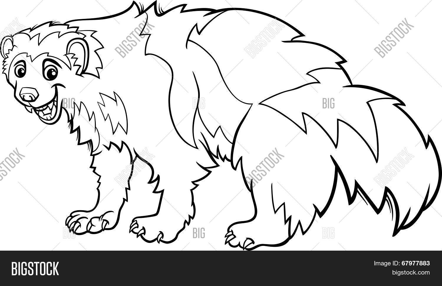 Coloring Pages Of Wolverines The Animal Google Twit Wolverine Animal Cartoon Coloring Page Stock Vector Photos