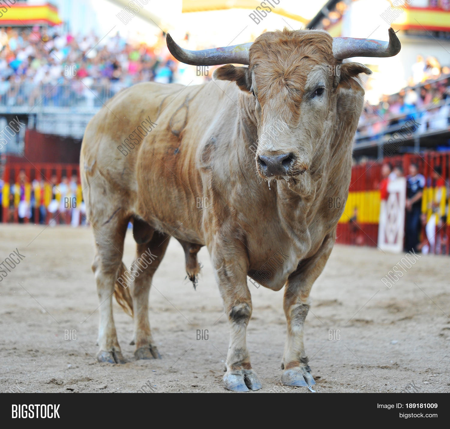 Bull Spain Big Horns,spanish Bull Image & Photo Bigstock