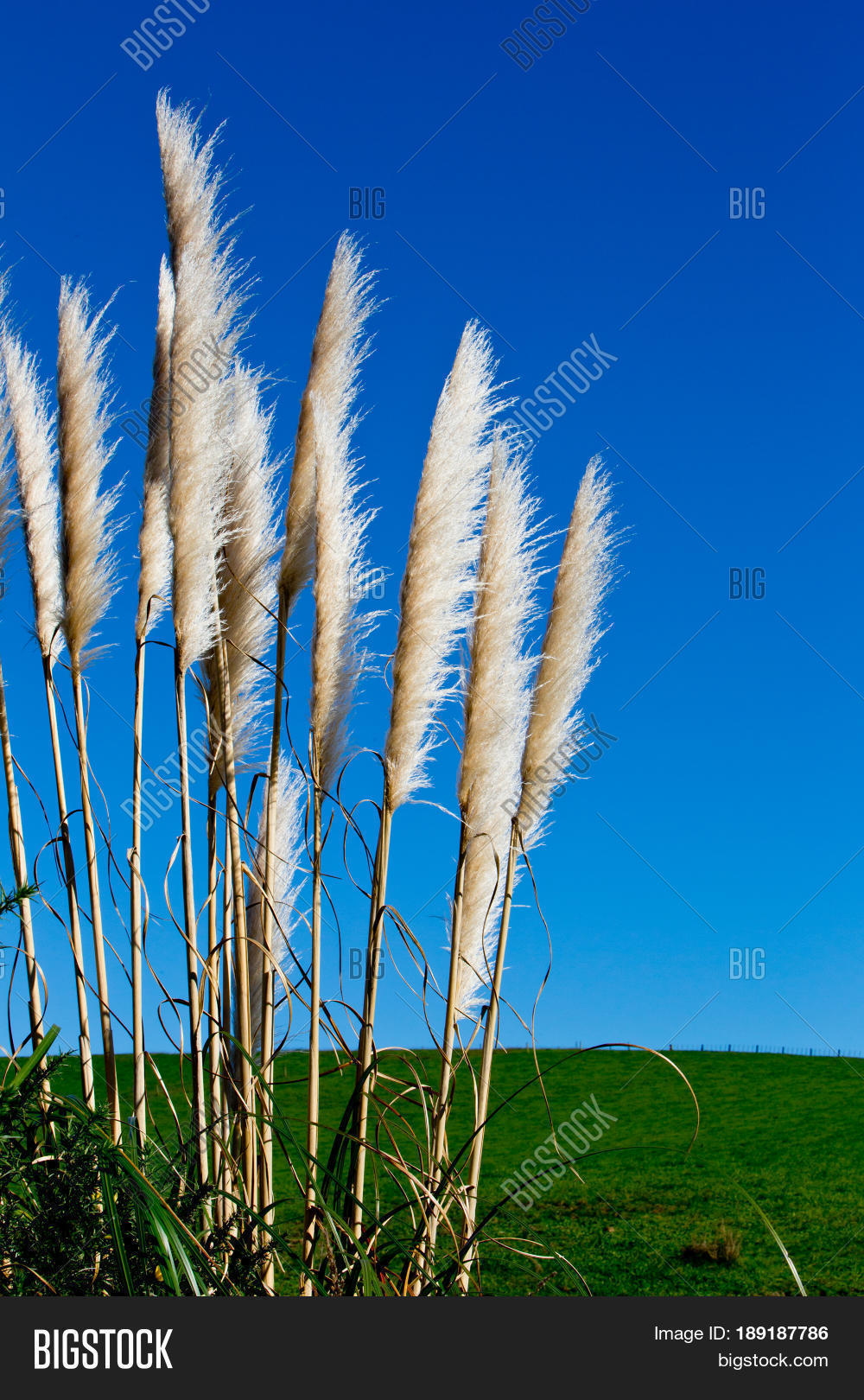 New Zealand Native Grass Plant Image & Photo Bigstock