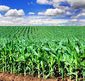 foto of food  - Beautiful green maize field - JPG 