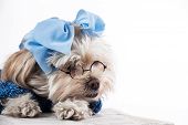 stock photo of newspaper  - humorous image of a Maltese Terrier wearing reading glasses on a morning newspaper - JPG 