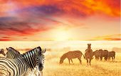 pic of sunset  - zebras at sunset - JPG 