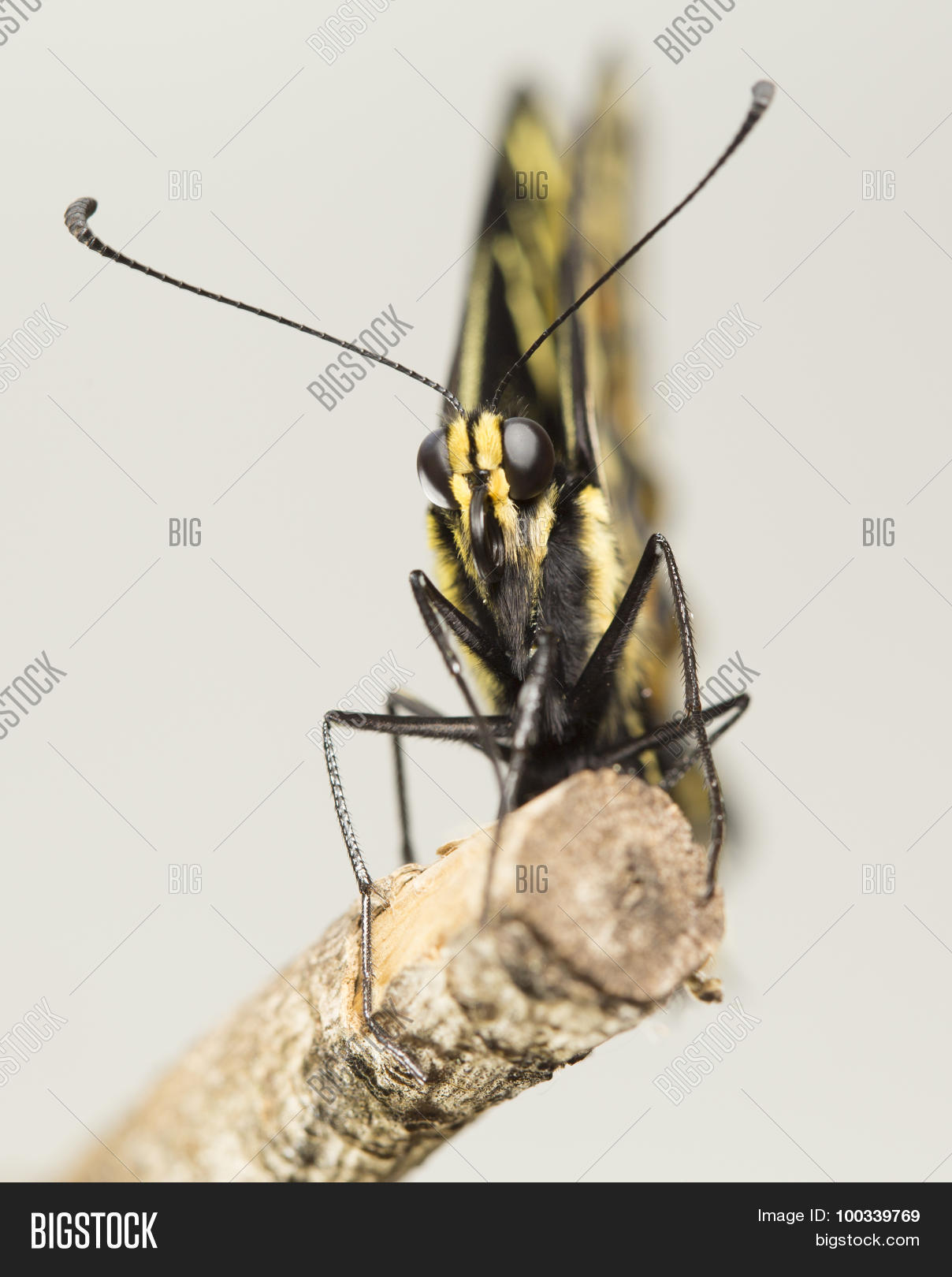 Butterfly Face Closeup Image & Photo (Free Trial) | Bigstock