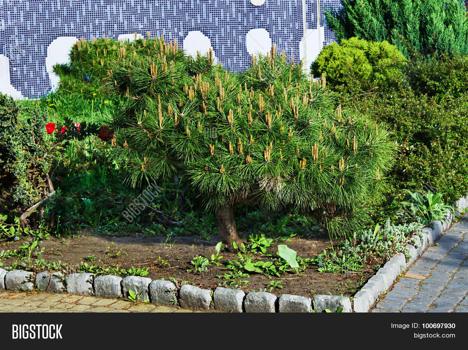 Image Preview