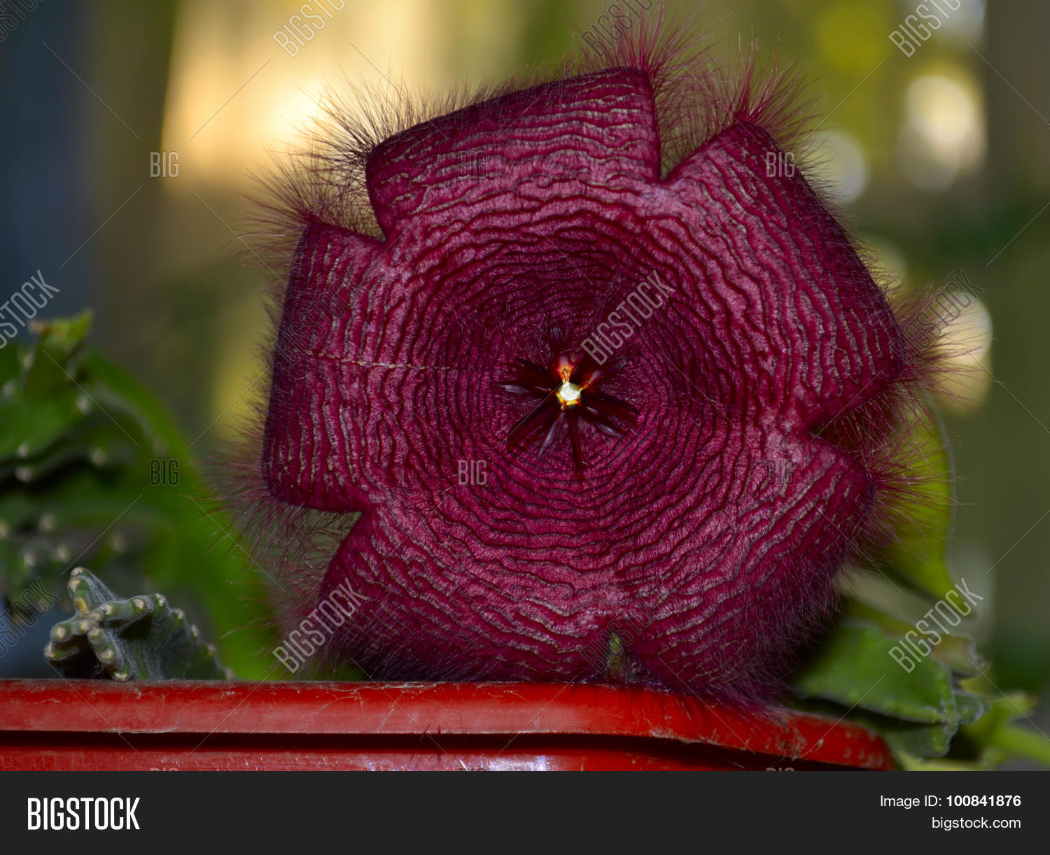 Image Preview