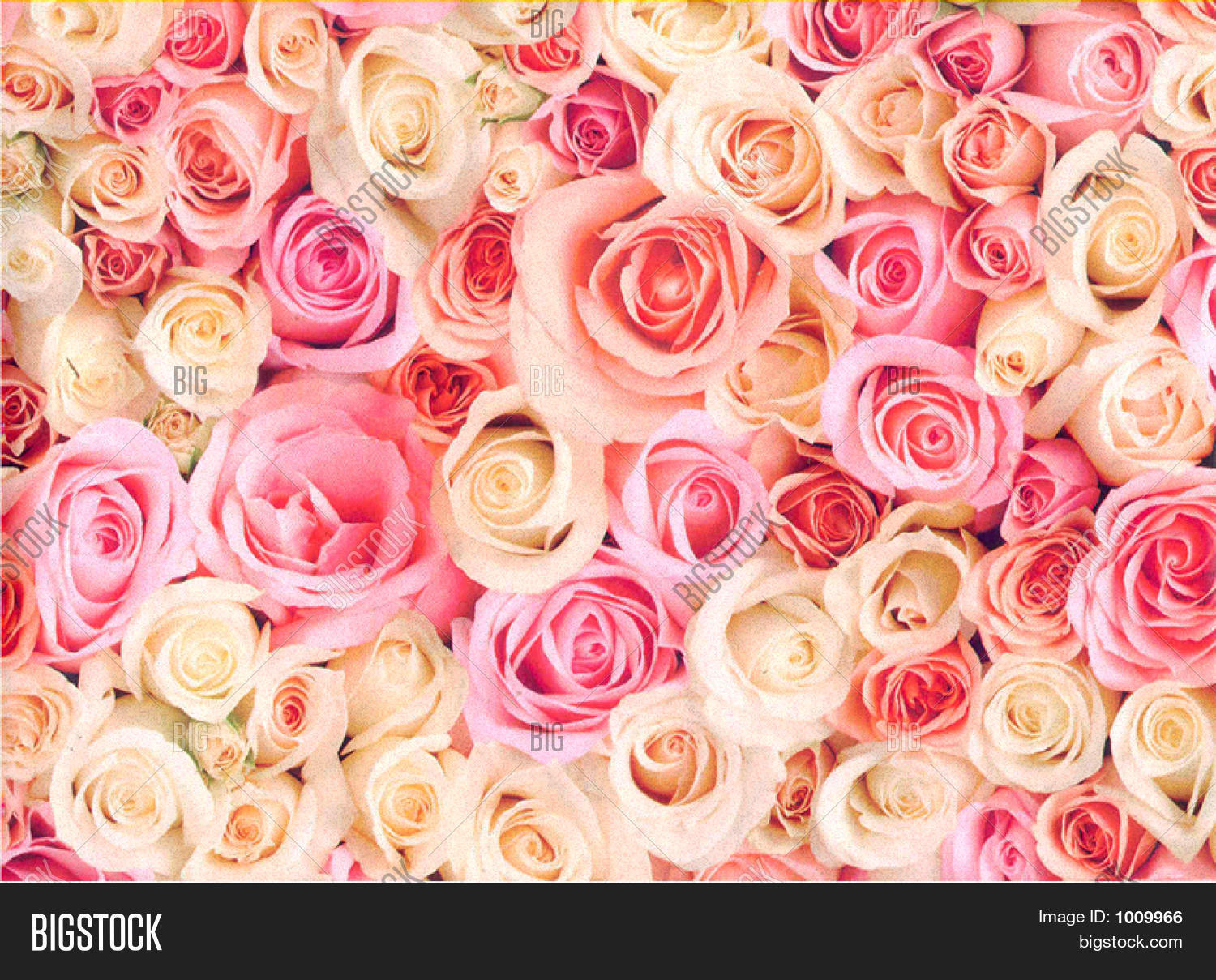 Pastel Roses Image & Photo (Free Trial) Bigstock