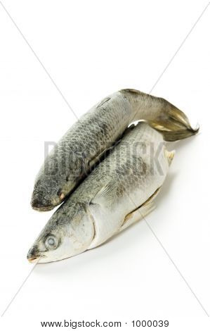 Frossen fisk