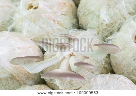 Organic Oyster Mushroom