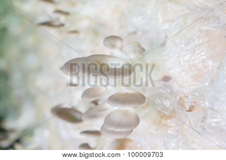 Healthy Organic Oyster Mushroom