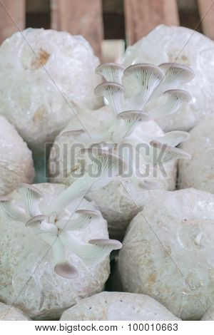 Healthy Organic Oyster Mushroom