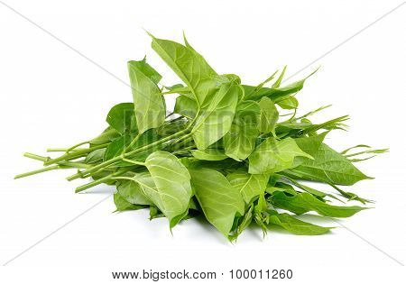 Gumnema Inodorum Drug Treatment For Diabetes On White Background