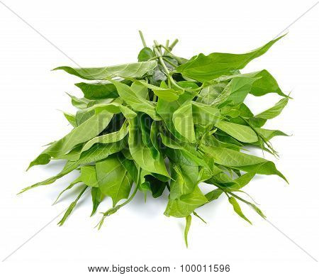 Gumnema Inodorum Drug Treatment For Diabetes On White Background