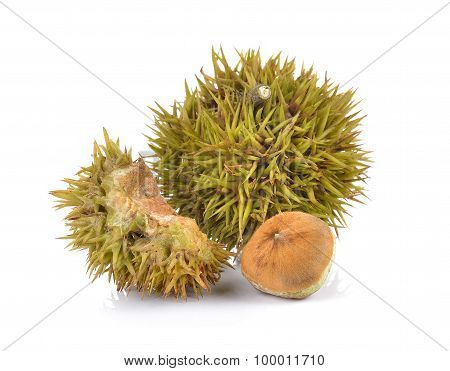 Lithocarpus Fruit On White Background