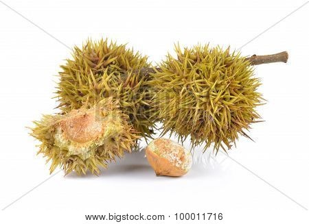 Lithocarpus Fruit On White Background
