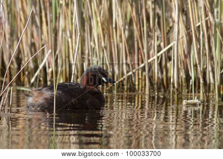 Little Grebe