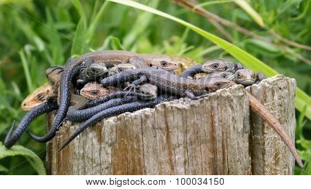 Lounge Of Lizards