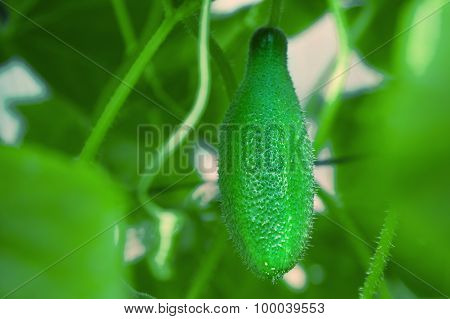 The Prickly Cucumber