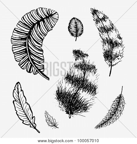 Hand drawn feathers set
