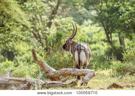 Single Male Waterbuck Antelope In Serengeti, Africa