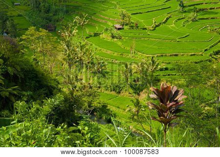 Rice terraces of the volcano Agung.