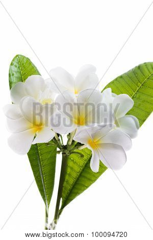 Frangipani (lan Thom) Flower