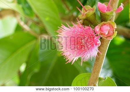 Malay Rose Apple Flower On Tree,malay Apple,pomerac Flower .
