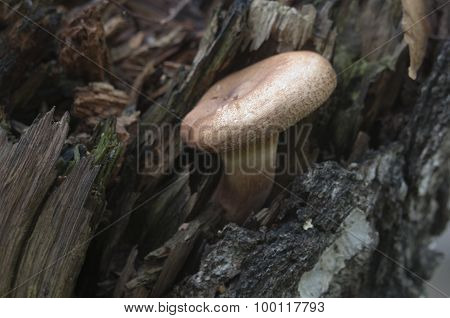 Paxillus Mushroom