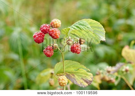 Wild Raspberries