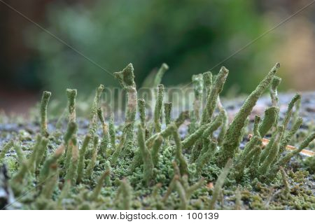 Lichen