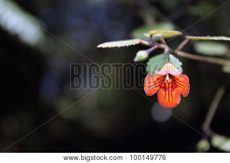 New Zealand Gloxinia