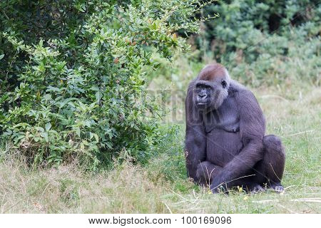 Adult Gorilla Resting