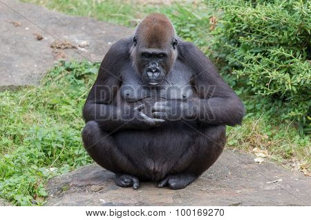 Adult Gorilla Resting
