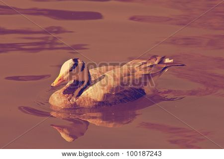 duck on the water
