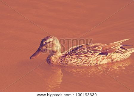 duck on the water