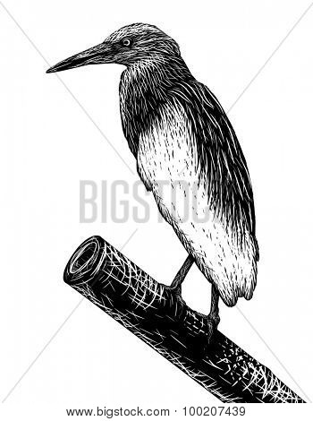Illustrated sketch of a pondheron in scratchboard style