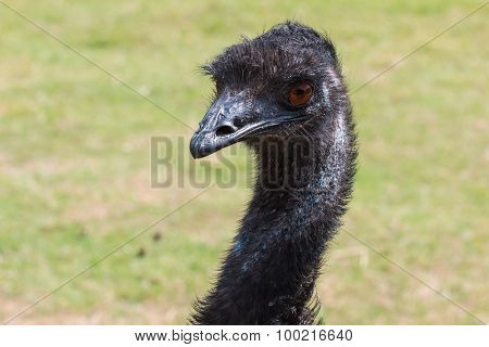 Head and Neck of Emu Looking Left