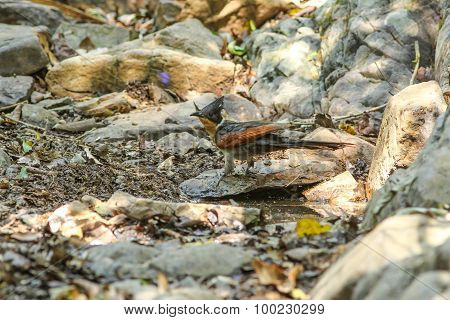 Chestnut-wing Cuckoo