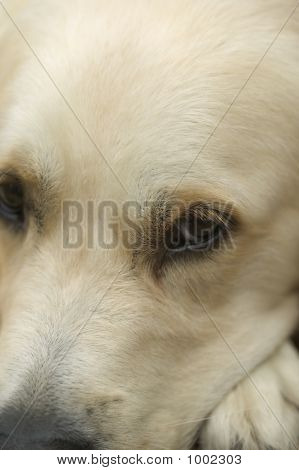 Occhi del cane