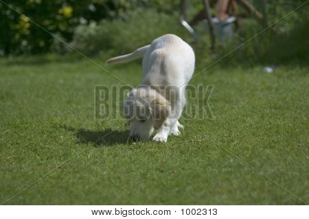 Cucciolo