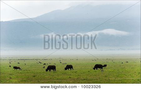 Buffalo S pastorean.